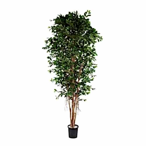 Yapay Ficus Retusa 210 Cm