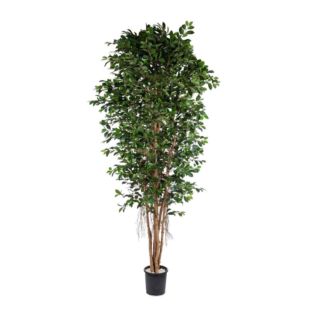 Yapay Ficus Retusa 210 Cm Yapay Ficus Retusa 210 Cm