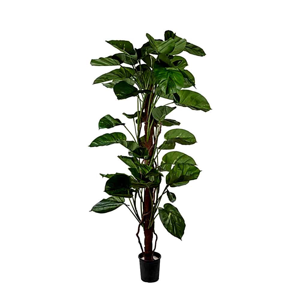 Yapay Pathos Ağaç 180 CM Yapay Pathos Ağaç 180 CM