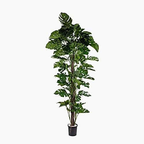 Yapay Philo Ağaç 165 Cm Yapay Philo Ağaç 165 Cm