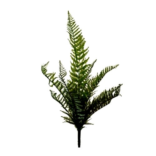 Woodwardia Bush