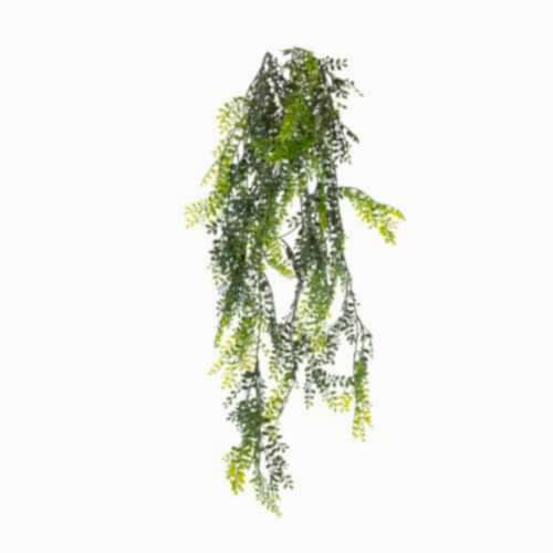 Japanese Pepper Bush