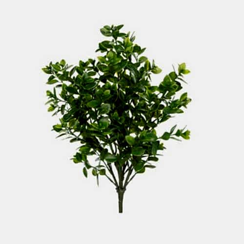 Goldfish Leaf Bush