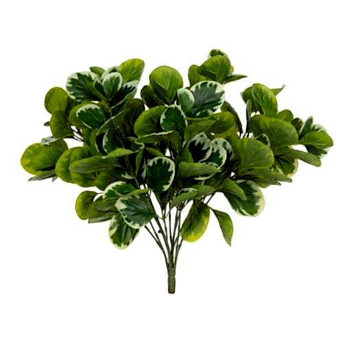 Ginkgo Bush