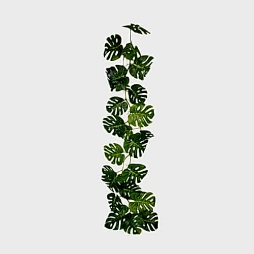Monstera Vine
