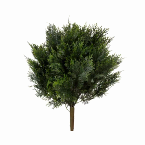 Cedar Bush (60cm) Cedar Bush (60cm)