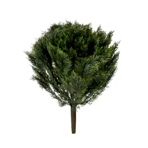 Cedar Bush (76cm) Cedar Bush (76cm)
