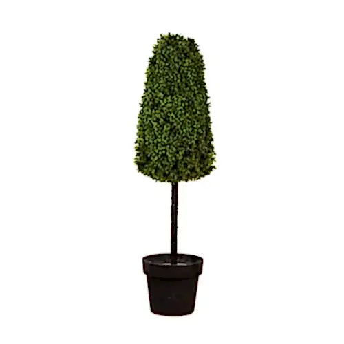 Boxwood Tree (90cm) Boxwood Tree (90cm)