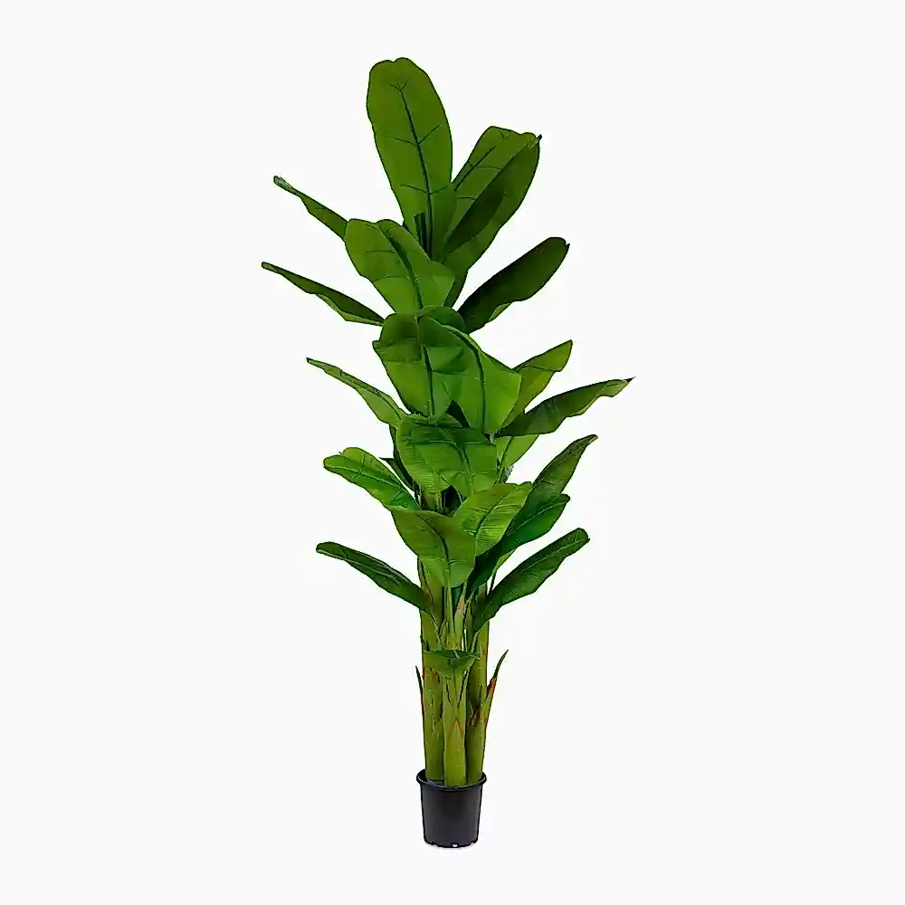 Yapay Muz Ağacı 230 Cm Yapay Muz Ağacı 230 Cm