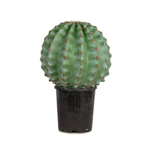 Cactus Ball 41 CM