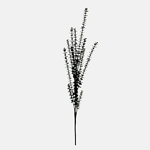 Euacalyptus Spray Euacalyptus Spray