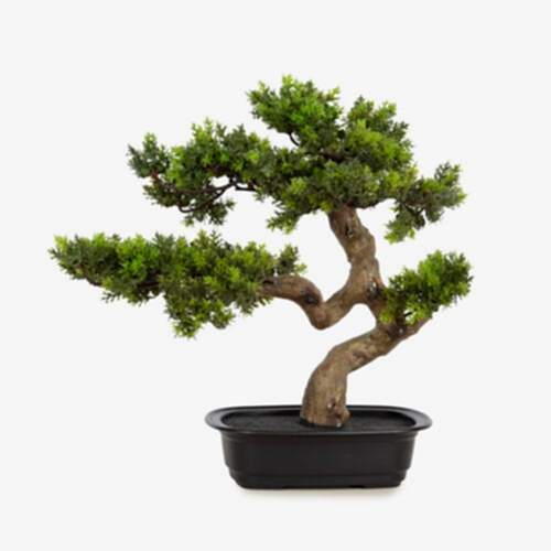 Juniper Bonsai 39 CM Juniper Bonsai 39 CM