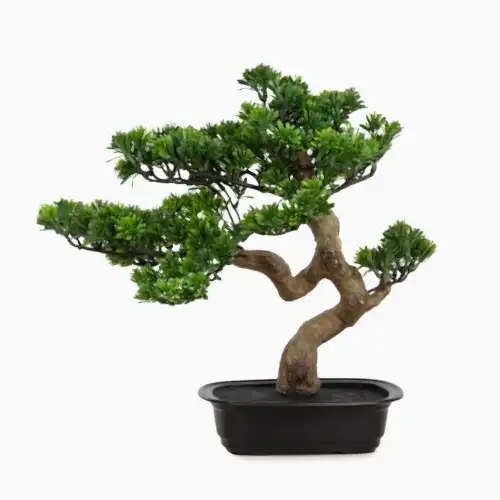 Podocarpus Bonsai 42 CM Podocarpus Bonsai 42 CM