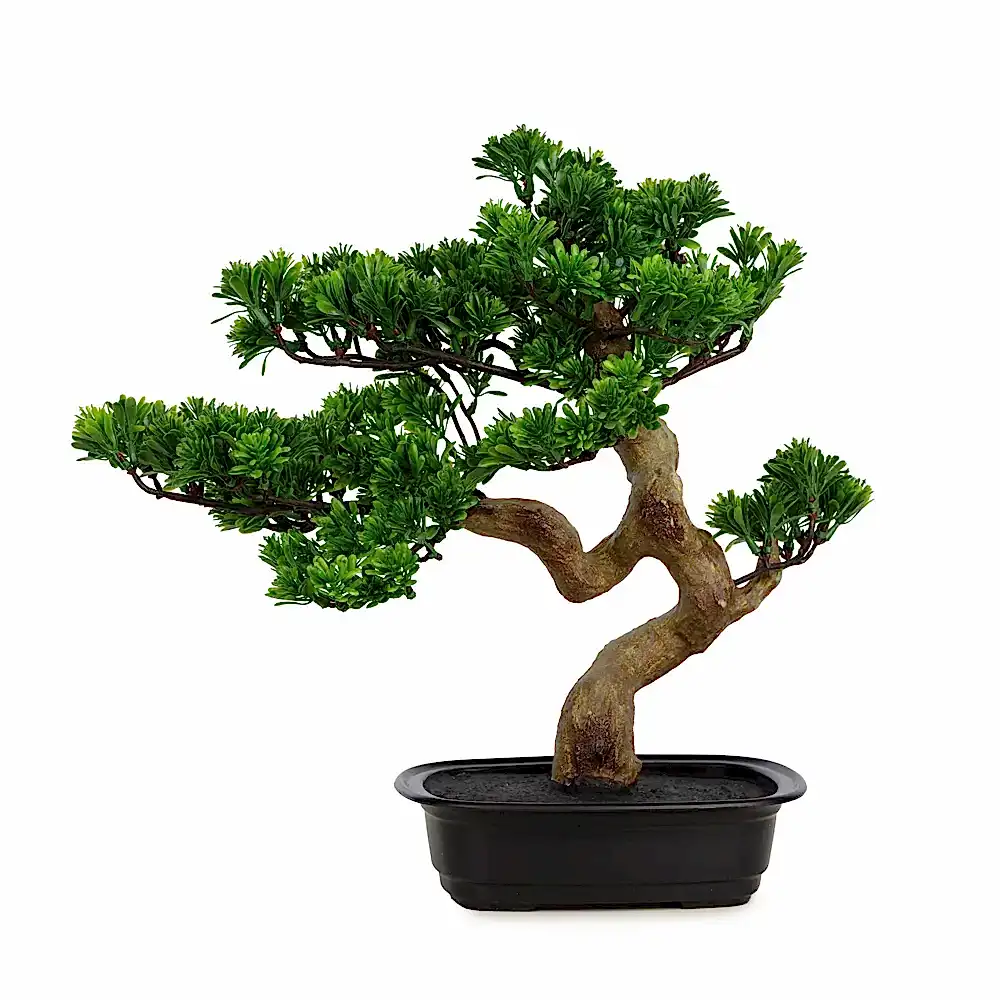 Podocarpus Bonsai 42 CM Podocarpus Bonsai 42 CM