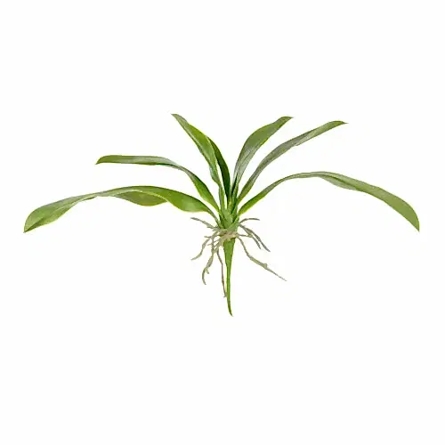 Orchid Leaf (34 CM) Orchid Leaf (34 CM)