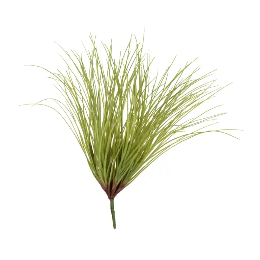 Grass Onion Bush (50 CM)