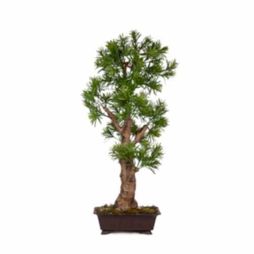 Yapay Saksılı Podocarpus Bonsai Ağaç (85 CM) Yapay Saksılı Podocarpus Bonsai Ağaç (85 CM)