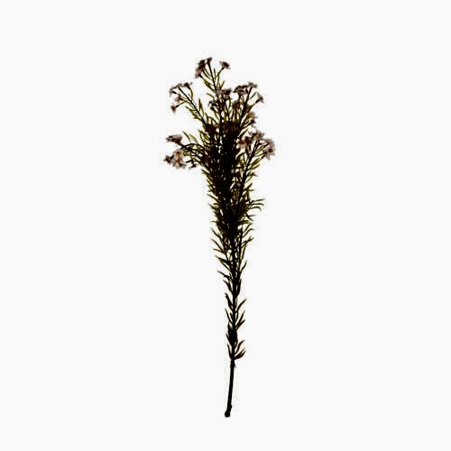 Yapay Balmumu Çiçeği (68 CM)