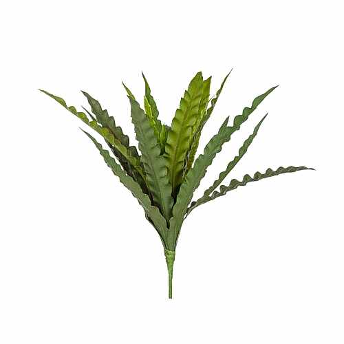 Asplenium Bush (46 CM) Asplenium Bush (46 CM)
