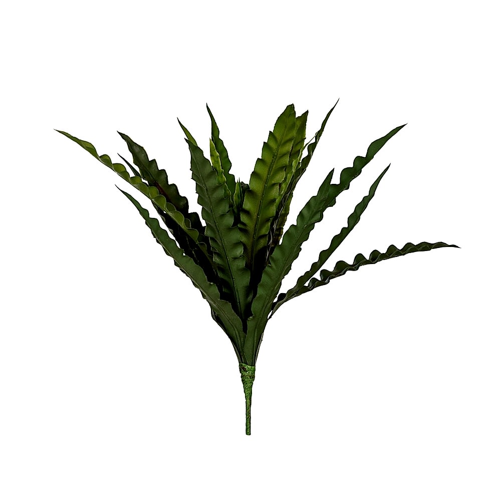 Asplenium Bush (46 CM) Asplenium Bush (46 CM)