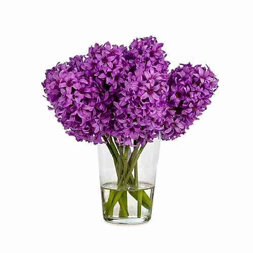 Jelli Lavender Sümbül Aranjman (38 CM) Jelli Lavender Sümbül Aranjman (38 CM)