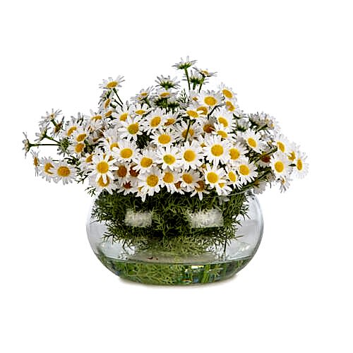 Jelli Cam Vazoda Papatya Aranjman (25 CM)