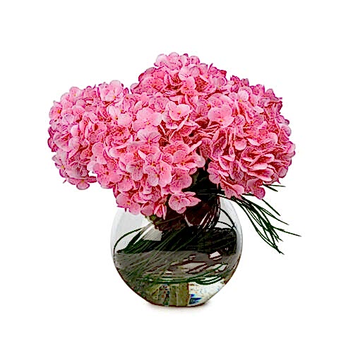 Camda Jelli Islak Dokulu Pembe Ortanca Aranjman (30 CM) Camda Jelli Islak Dokulu Pembe Ortanca Aranjman (30 CM)