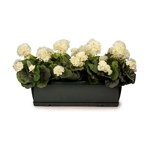 Balkon Saksısı Krem Sardunya Aranjman (70 CM)