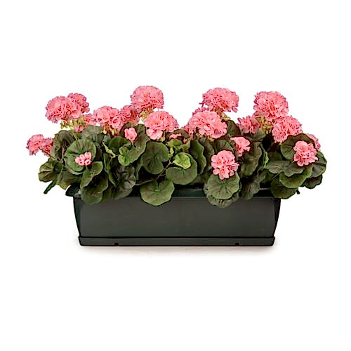 Balkon Saksısı Pembe Sardunya Aranjman (70 CM)
