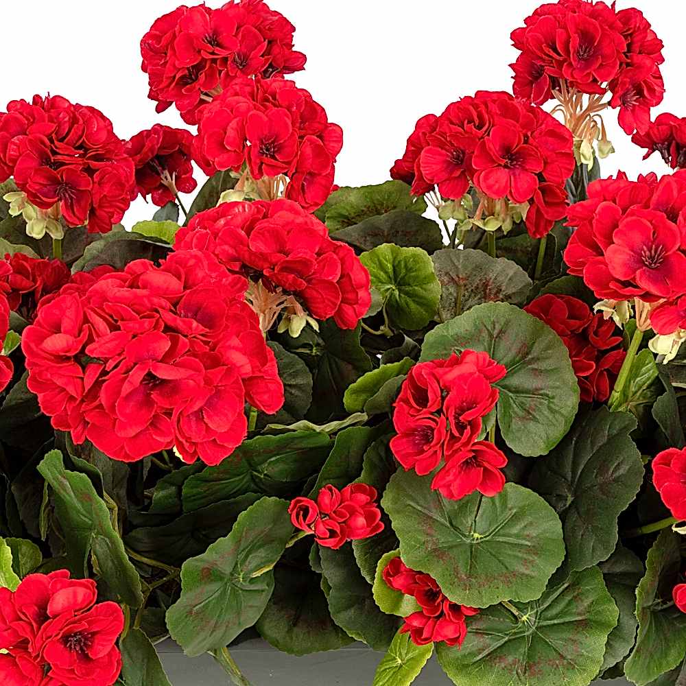 Balkon Saksısı Fuşya Sardunya Aranjman (70 CM) Balkon Saksısı Fuşya Sardunya Aranjman (70 CM) - Görsel 2