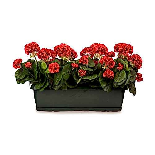 Balkon Saksısı Fuşya Sardunya Aranjman (70 CM) Balkon Saksısı Fuşya Sardunya Aranjman (70 CM)