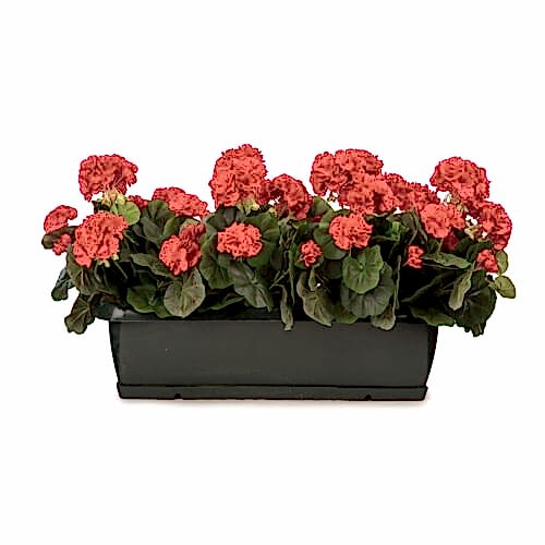 Balkon Saksısı Kırmızı Sardunya Aranjman (70 CM)