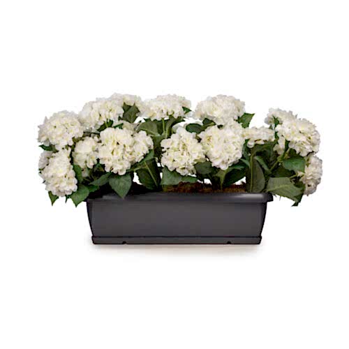Balkon Saksısı Beyaz Ortanca Aranjman (80 CM)