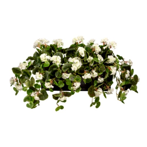 Balkon Saksısı Sarkan Sardunya Beyaz (80 CM)