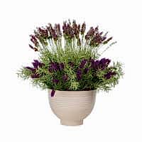 Saksıda Mor Lavanta Aranjman (70 CM)