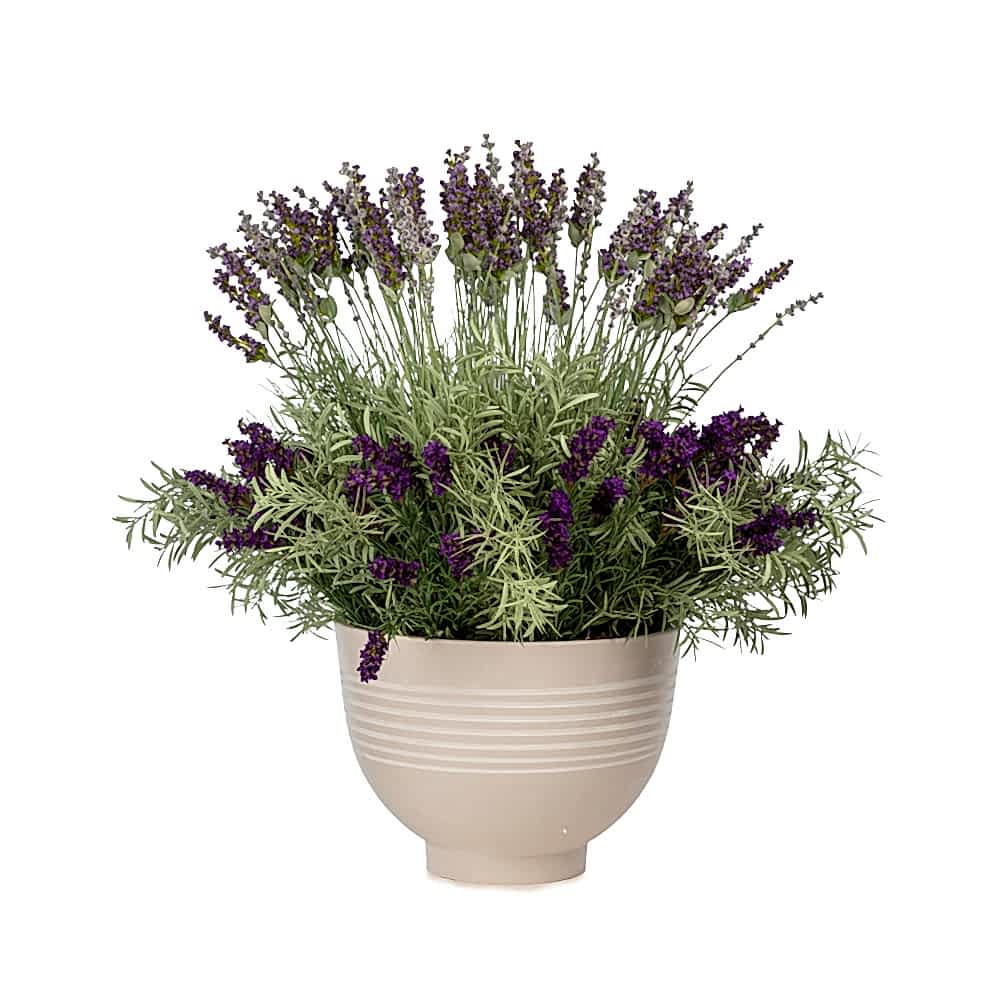 Saksıda Mor Lavanta Aranjman (70 CM) Saksıda Mor Lavanta Aranjman (70 CM)