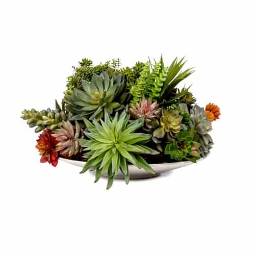 Tabakta Sukkulent Karışık Aranjman (40 CM)