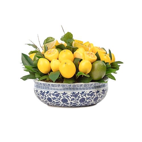Bleu Blanc Yayvan Kase Limon Aranjman (20 CM) Bleu Blanc Yayvan Kase Limon Aranjman (20 CM)