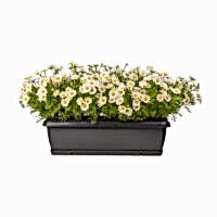 Balkon Saksı Papatya Aranjman (80 CM)