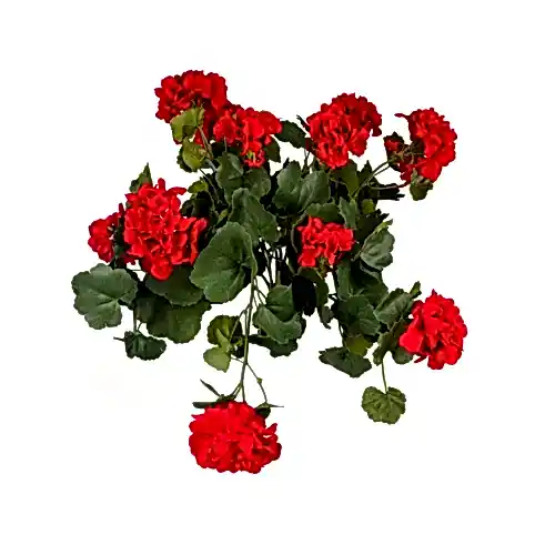 Yapay Sardunya Demet (56 CM) Yapay Sardunya Demet (56 CM)
