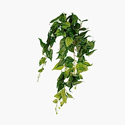 Pathos Hanging Bush (80 CM) Pathos Hanging Bush (80 CM)