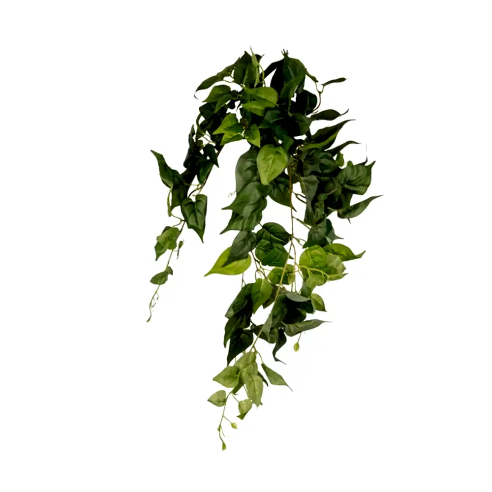 Pathos Hanging Bush (80 CM) Pathos Hanging Bush (80 CM)