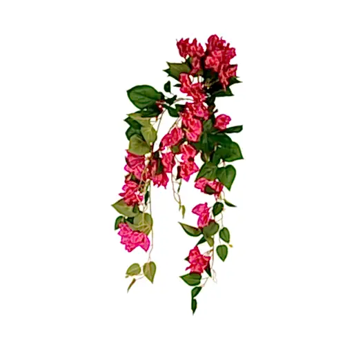 Bougainvillea Hanging Bush (80 CM) Bougainvillea Hanging Bush (80 CM)