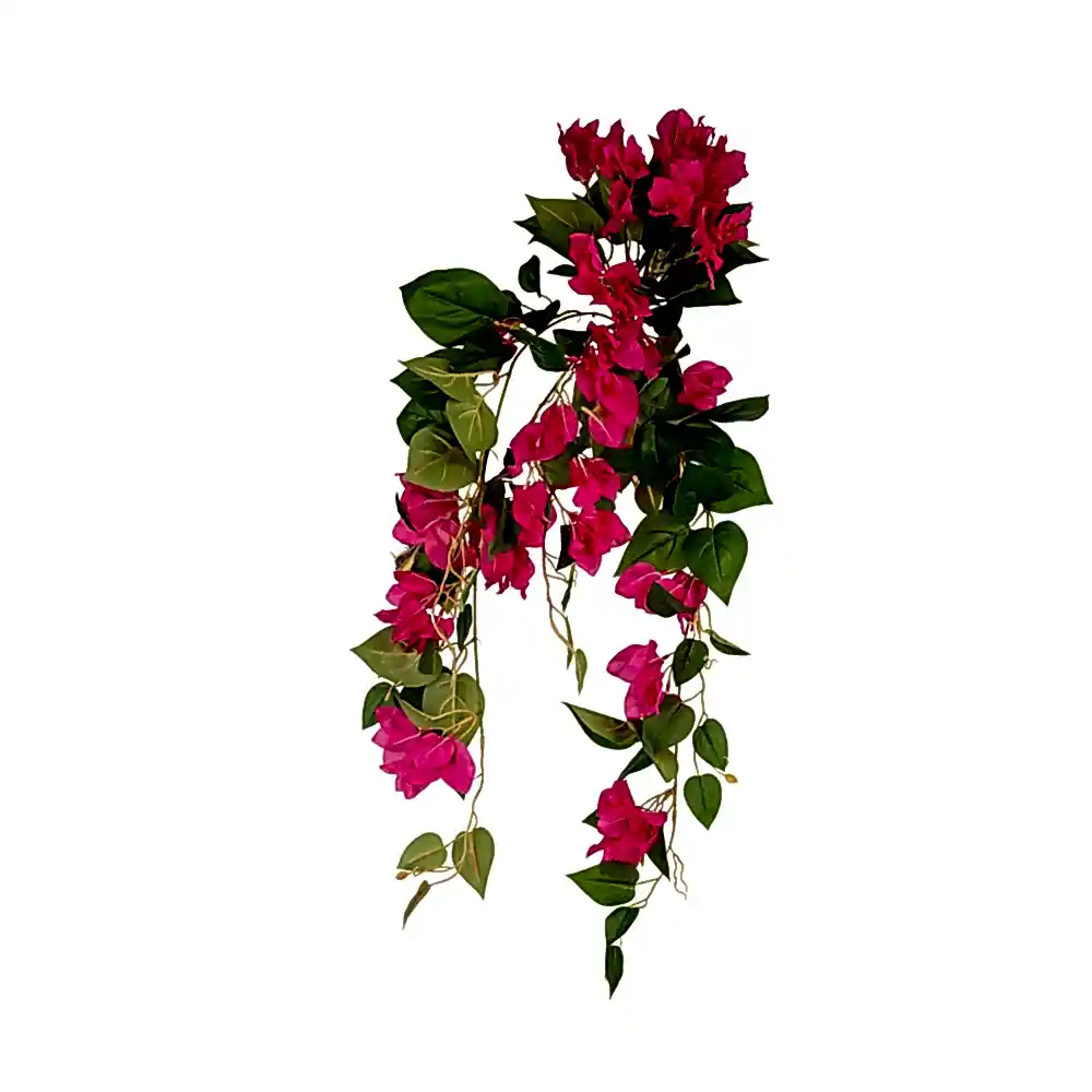 Bougainvillea Hanging Bush (80 CM) Bougainvillea Hanging Bush (80 CM)