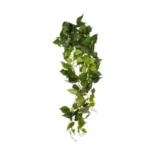 Anthurium Hanging Bush (100 CM) Anthurium Hanging Bush (100 CM)