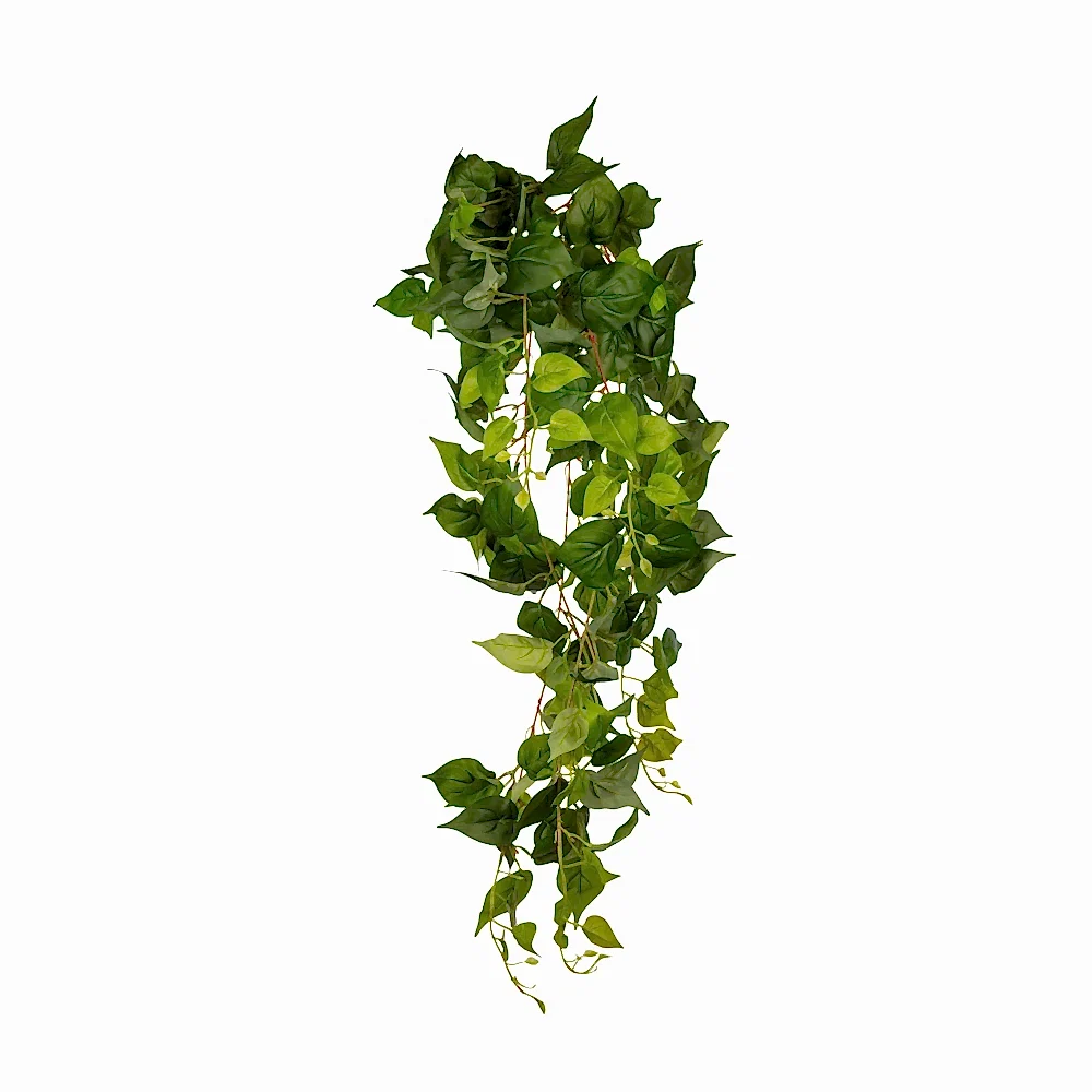 Anthurium Hanging Bush (100 CM) Anthurium Hanging Bush (100 CM)