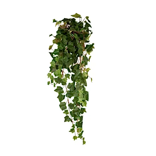 Hedera Hanging Bush (80 CM) Hedera Hanging Bush (80 CM)