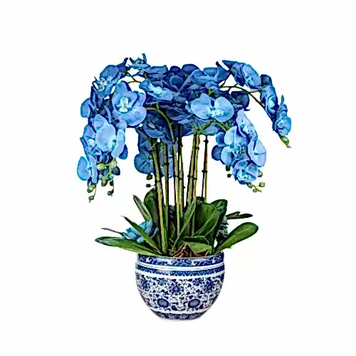 Bleu Blanc Vazoda Islak Dokulu Mavi Orkide Aranjman (70 CM)