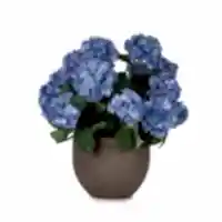 Beton Saksıda Koyu Mavi Ortanca Aranjman ( 53 CM)