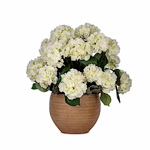 Beton Saksıda Krem Ortanca Aranjman (53 CM)
